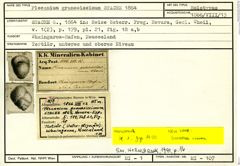 Karteikarte zum Holotyp von Plecanium granosissimum Stache, 1864